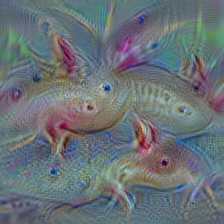 n01632777 axolotl, mud puppy, Ambystoma mexicanum